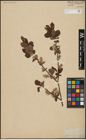 Foto von Salix aurita L.